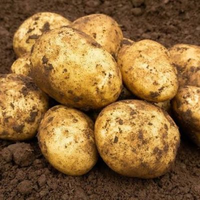 Maris Piper