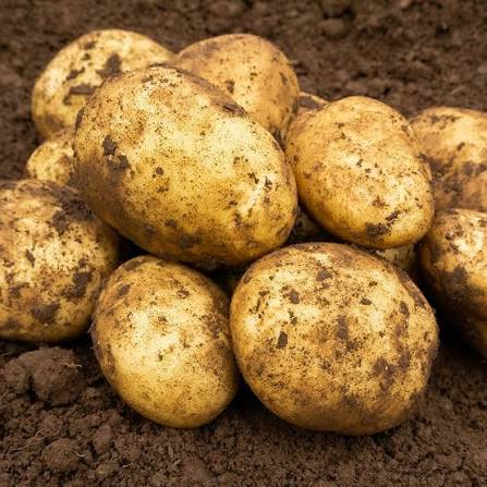 Maris Piper